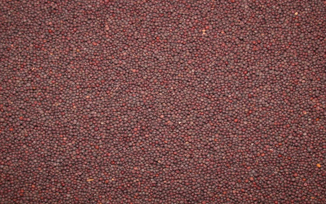 Mustard Seeds